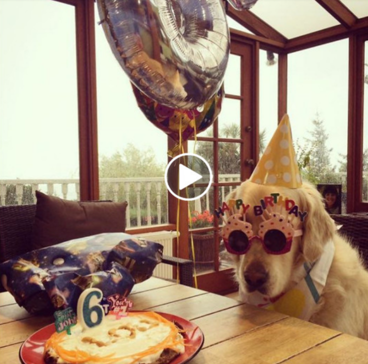 Celebrating the Furry Star of the Day: My Beloved Doggo’s Birthday!